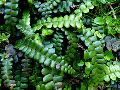 Blechnum blechnoides