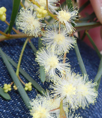 Acacia linifolia