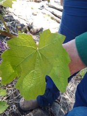 Menispermum canadense