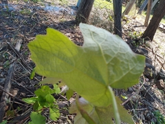 Menispermum canadense