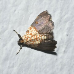 Agrotera
