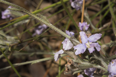 Dampiera eriocephala
