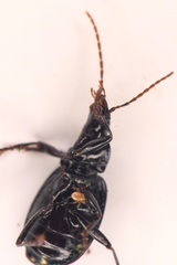 Platynus ovipennis