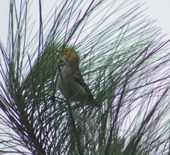 Setophaga occidentalis