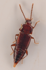 Trigonurus