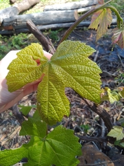 Menispermum canadense