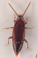 Trigonurus