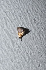 Agrotera