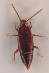 Trigonurus