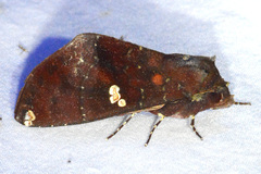 Hapigia simplex