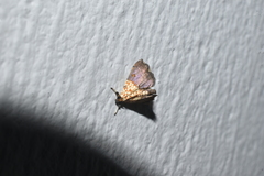 Agrotera
