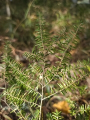 Tsuga canadensis