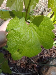 Menispermum canadense