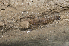 Macrobrachium asperulum