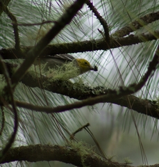 Setophaga occidentalis