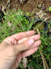 Digitaria radicosa