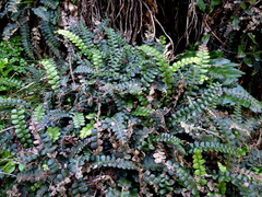 Blechnum blechnoides