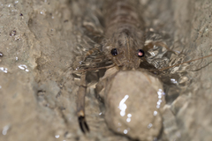 Macrobrachium asperulum