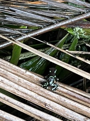 Dendrobates auratus