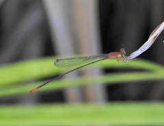 Teinobasis rufithorax