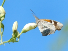 Libytheana carinenta mexicana