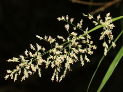 Arundo formosana