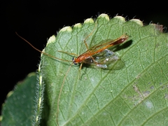 Ichneumonoidea