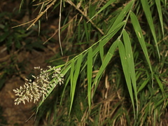 Arundo formosana