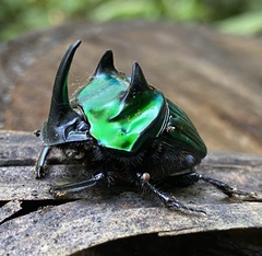 Oxysternon conspicillatum