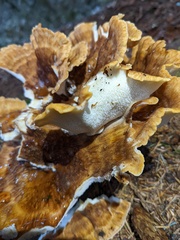 Bondarzewia occidentalis
