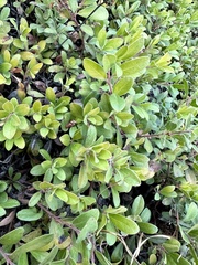 Arctostaphylos × media