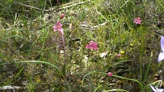 Thelymitra rubra
