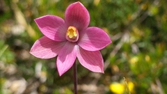Thelymitra rubra