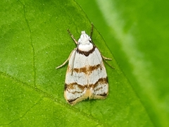 Chezala brachypepla