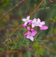 Boronia