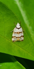 Chezala brachypepla