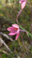 Thelymitra rubra