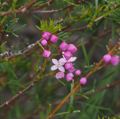 Boronia