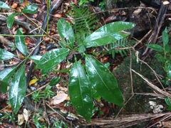 Tabebuia heterophylla