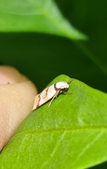 Chezala brachypepla