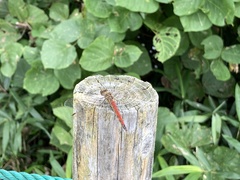 Sympetrum frequens