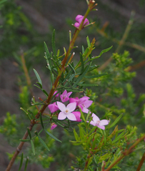 Boronia