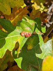 Xanthoteras eburneum