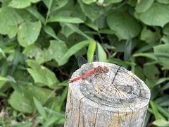 Sympetrum frequens