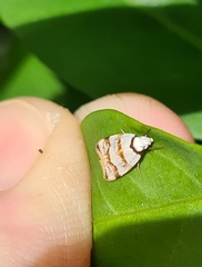 Chezala brachypepla