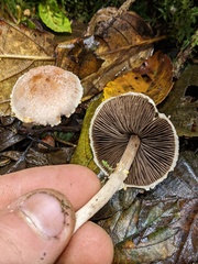 Agaricus diminutivus