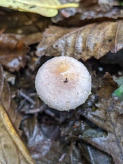 Agaricus diminutivus