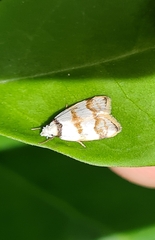 Chezala brachypepla