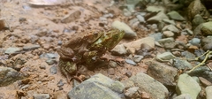 Incilius coniferus