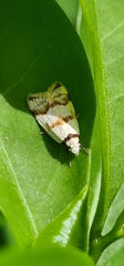 Chezala brachypepla